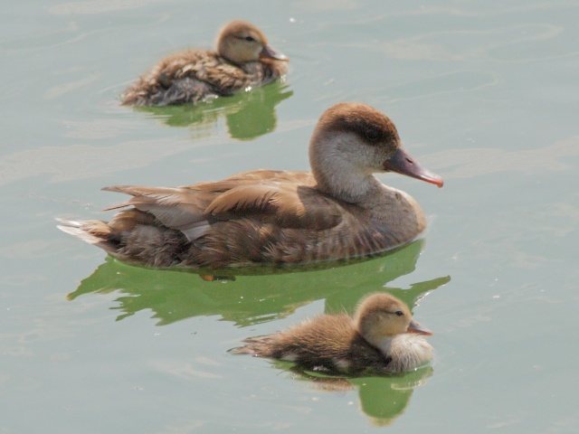 Kolbenente &copy; Robert Gerigk