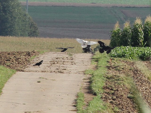 Kolkrabe &copy; Rainer Jahn