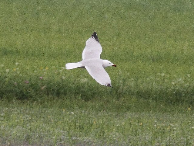 Korallenmöwe © Ingo Weiß