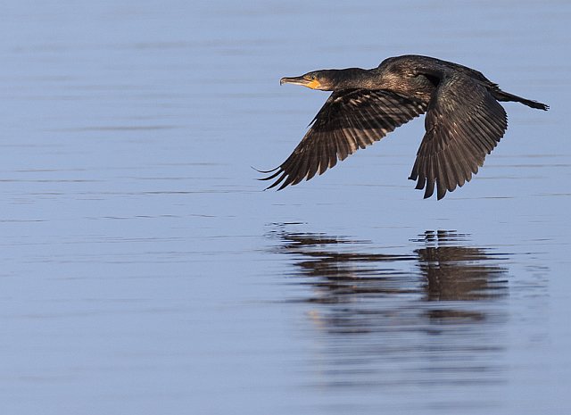Kormoran &copy; Johannes Sänze