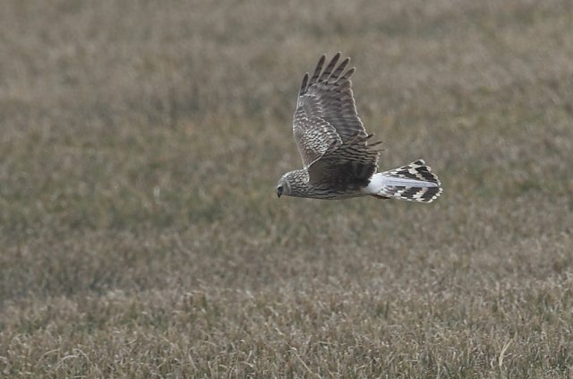 Kornweihe &copy; Arnold Schuchter