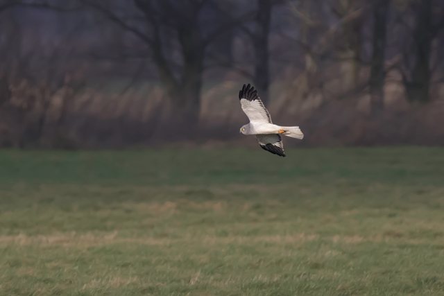 Kornweihe &copy; Gunther Zieger