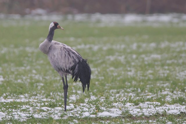 Kranich &copy; Gunther Zieger