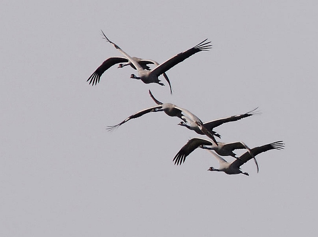 Kranich &copy; Michael Manitz