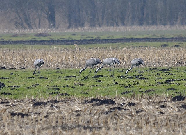 Kranich &copy; Friedrich Renner