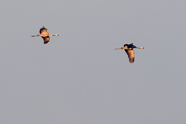 Kranich &copy; Annette Schulten