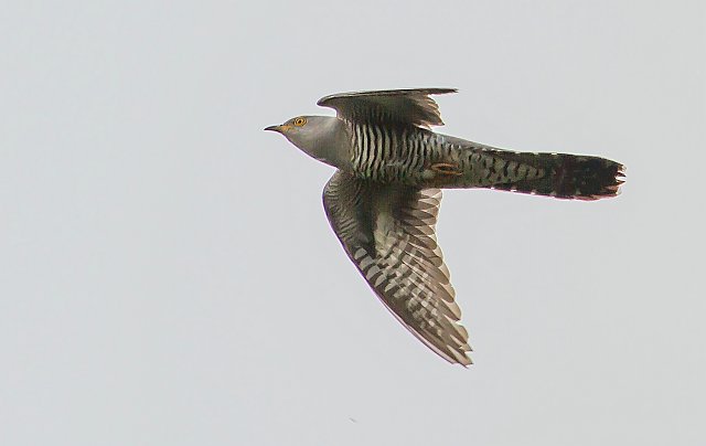 Kuckuck &copy; Carl-Peter Herbolzheimer