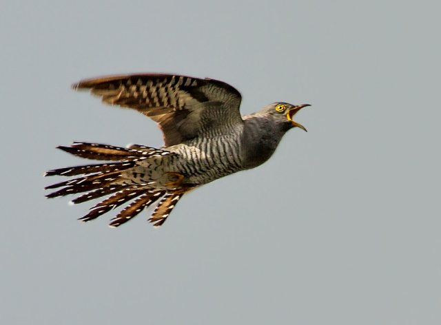 Kuckuck &copy; Carl-Peter Herbolzheimer