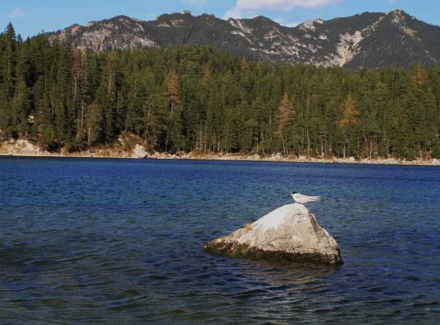 Küstenseeschwalbe &copy; Hans-Joachim Fünfstück