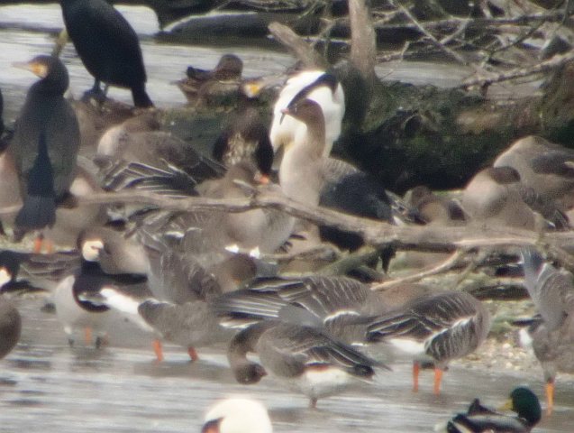 Kurzschnabelgans &copy; Theodor Klenke & Martin Hennenberg