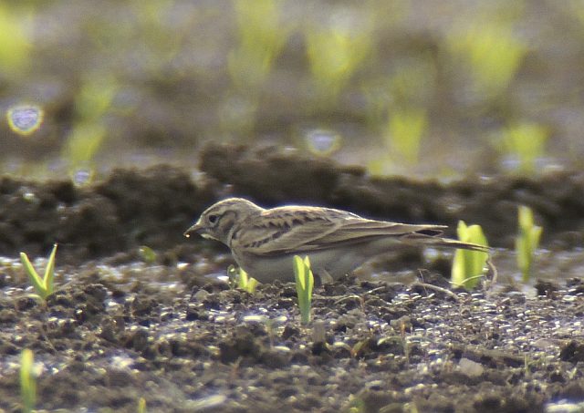 Kurzzehenlerche &copy; Franz  Kretschmar