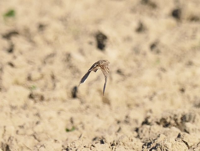 Kurzzehenlerche &copy; Jörg Langenberg