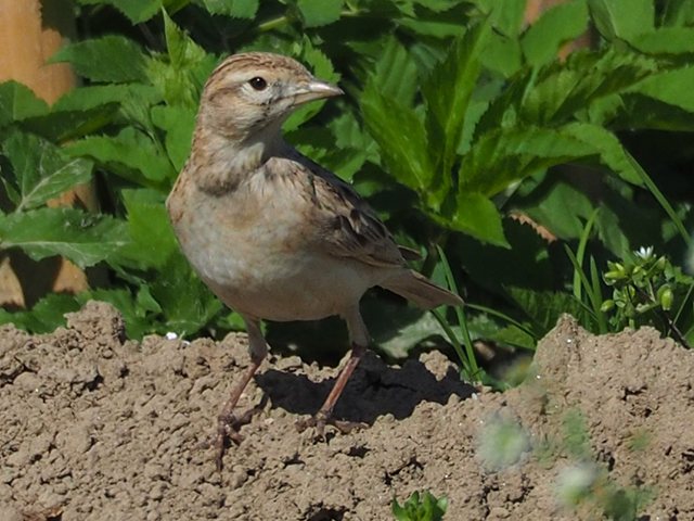 Kurzzehenlerche &copy; Franz Fischer