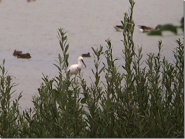 Löffler &copy; Marc Schauder