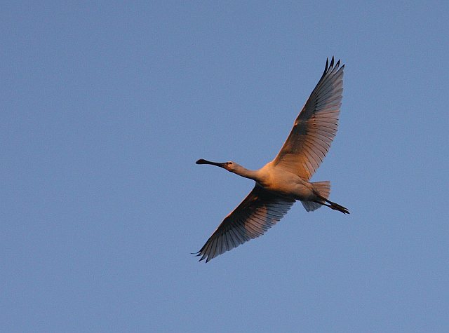 Löffler &copy; Wolfgang Einsiedler