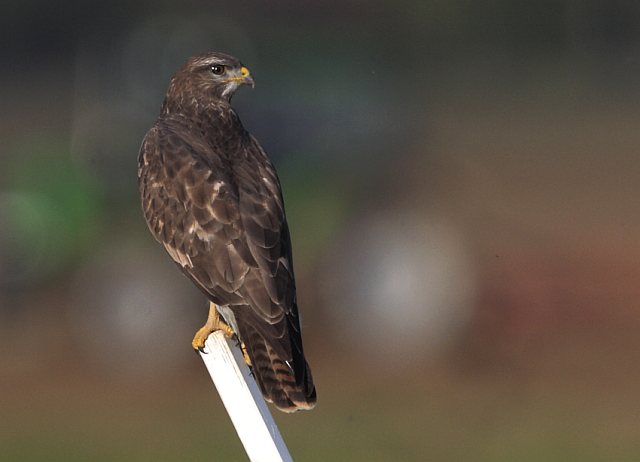 Mäusebussard &copy; Arnold Schuchter