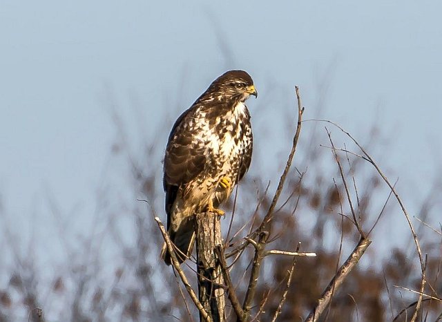 Mäusebussard © Carl-Peter Herbolzheimer