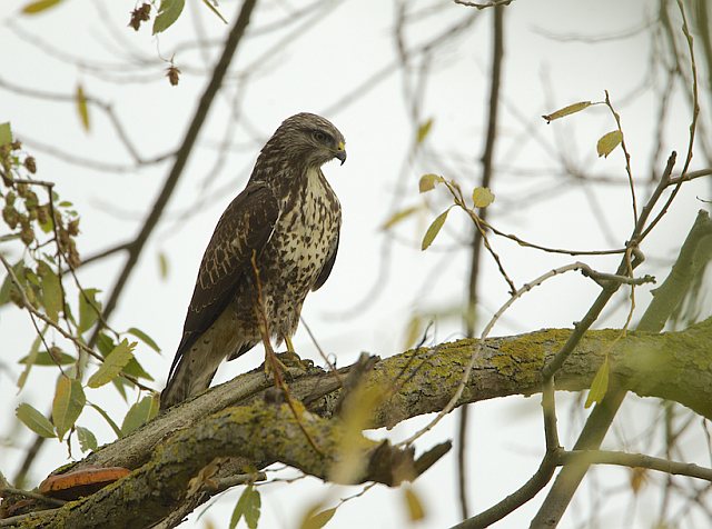 Mäusebussard &copy; Otmar Forster