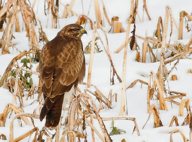 Mäusebussard &copy; Michael Manitz