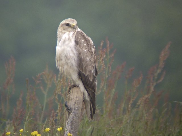 Mäusebussard &copy; Knut Höltke