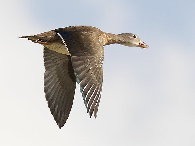 Mandarinente &copy; Robert Gerigk