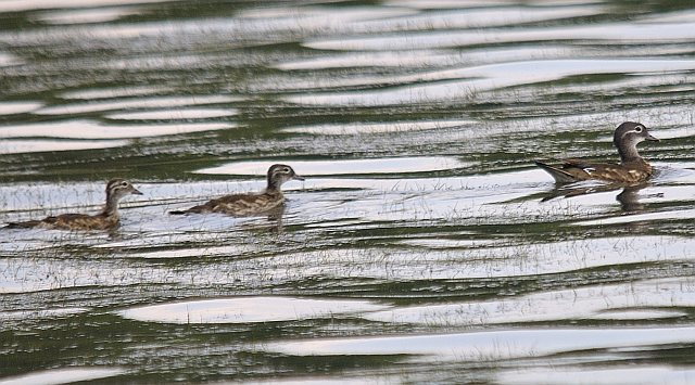 Mandarinente &copy; Friedrich Renner