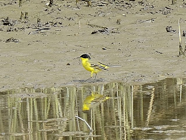 Maskenschafstelze &copy; Friedrich Renner