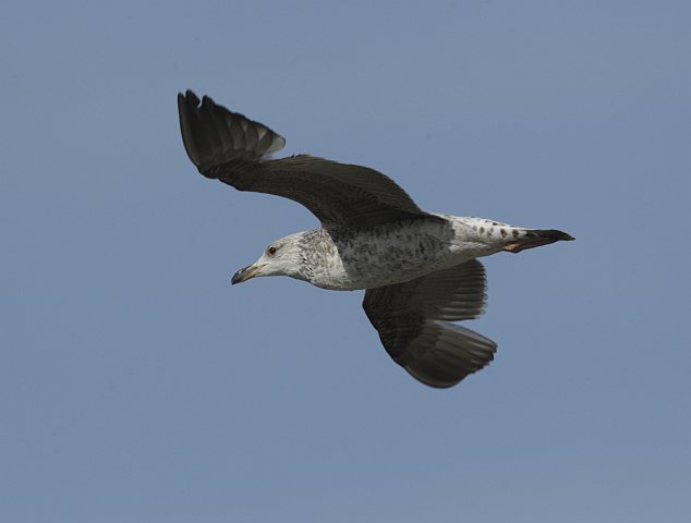 Mittelmeermöwe &copy; Arnold Schuchter
