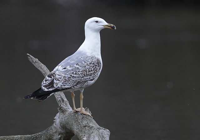 Mittelmeermöwe &copy; Arnold Schuchter