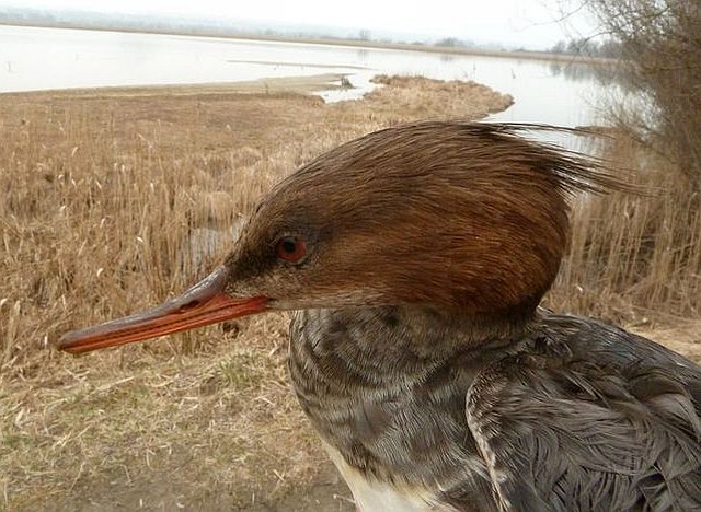 Mittelsäger &copy; Stefan Greif
