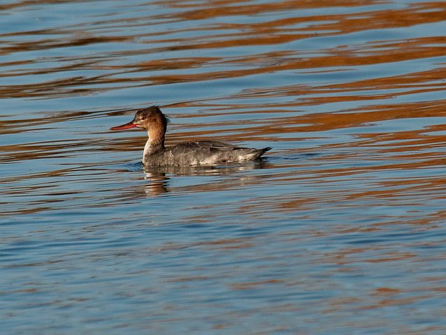 Mittelsäger &copy; Winfried Erlwein