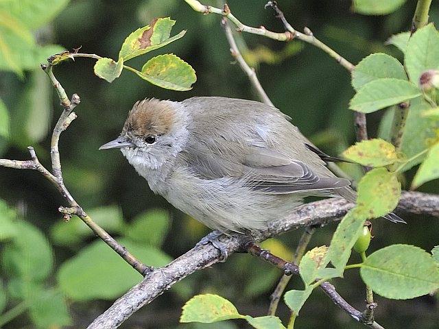 Mönchsgrasmücke &copy; Willy Renner