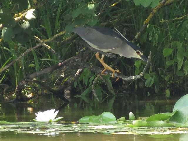 Nachtreiher &copy; Isabel Sahm