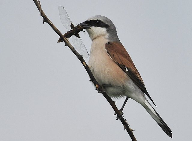 Neuntöter &copy; Norbert Estner