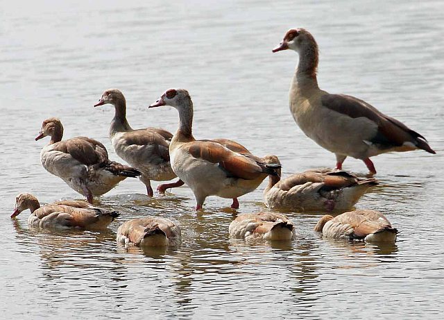 Nilgans &copy; Carl-Peter Herbolzheimer