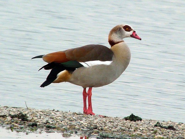 Nilgans &copy; Klaus Kirchmayer