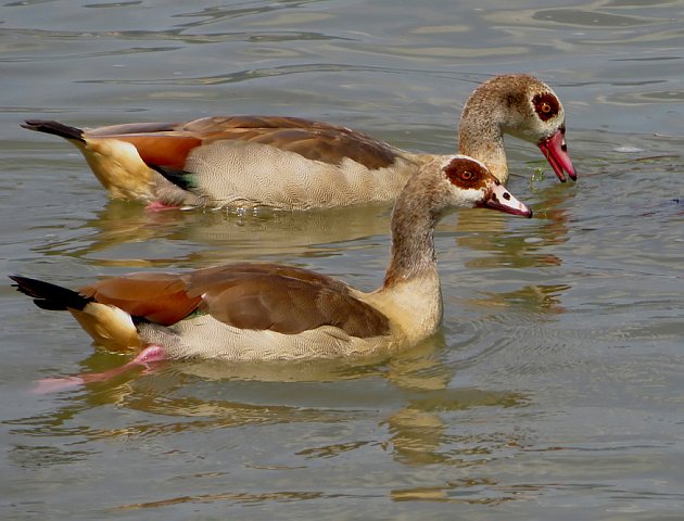 Nilgans &copy; Michael Manitz