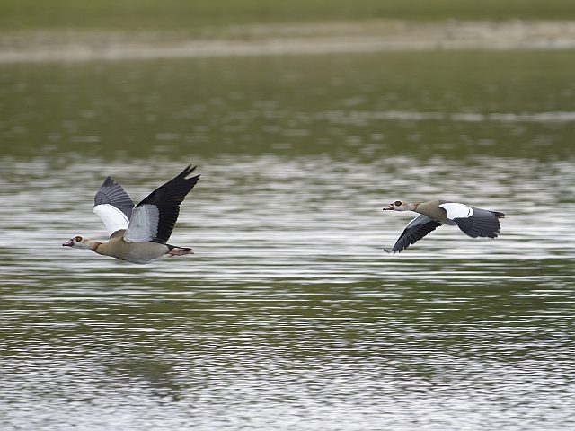 Nilgans &copy; Willy Renner