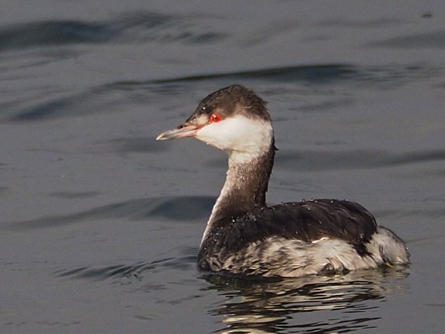 Ohrentaucher &copy; Franz Fischer