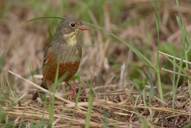 Ortolan © Gunther Zieger