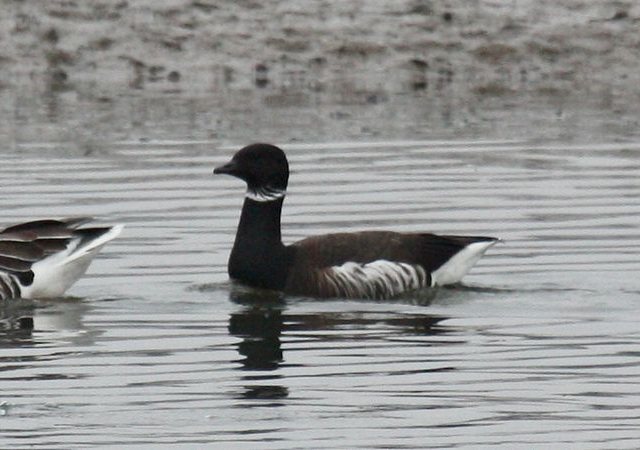 Pazifische Ringelgans &copy; Stefan Greif