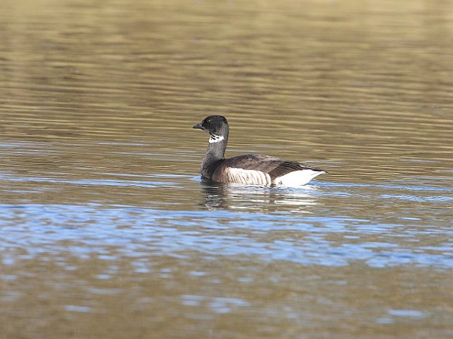Pazifische Ringelgans &copy; Wolfgang Einsiedler