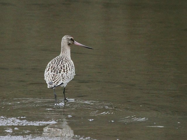 Pfuhlschnepfe &copy; Ralf Bayer