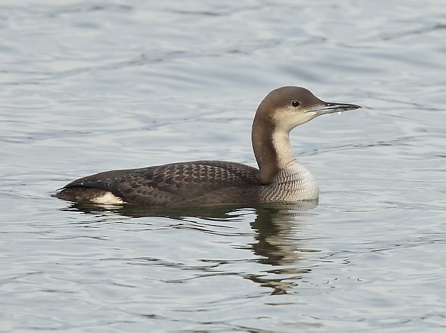 Prachttaucher &copy; Markus Römhild