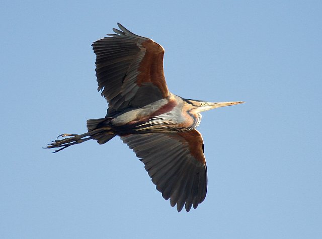 Purpurreiher &copy; Christian Haass