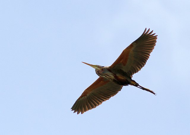 Purpurreiher &copy; Kirsten Krätzel