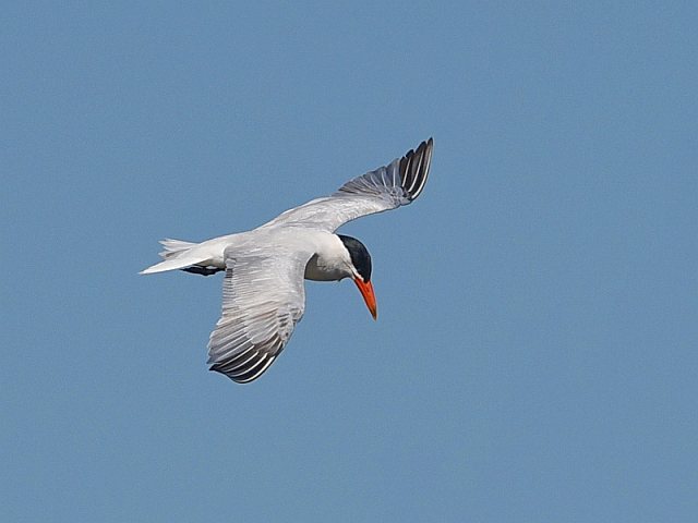 Raubseeschwalbe &copy; Johann Zimmermann
