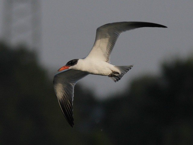 Raubseeschwalbe &copy; Robert Gerigk