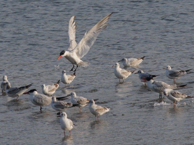 Raubseeschwalbe &copy; Robert Gerigk