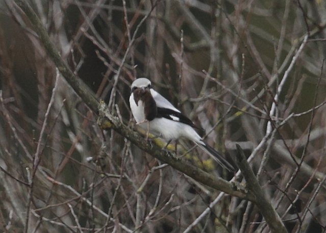 Raubwürger &copy; Arnold Schuchter